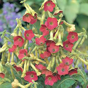 Unbranded Nicotiana Tinkerbell F1 Hybrid Seeds