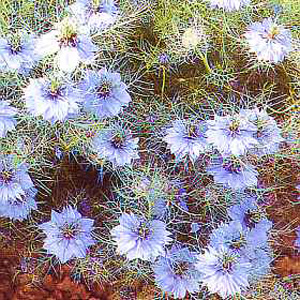 Beautiful deep sky-blue flowers amidst delicate feathery foliage. Award of Garden Merit. Easy to gro