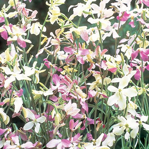Unbranded Night Scented Stock Evening Seeds