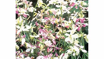Unbranded Night-Scented Stock Seeds - Bicornis