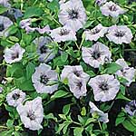 Unbranded Nolana Shooting Star Seeds 422014.htm