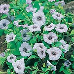 Nolana Shooting Star Seeds