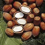 Unbranded Nuts - Cobnut Lange D`Espagne