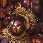 Unbranded Nuts - Sweet Chestnut Regal