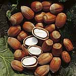 Unbranded Nuts: Cobnut Lange DEspagne 479290.htm