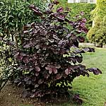 Unbranded Nuts: Red Filbert 479304.htm