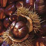 Unbranded Nuts: Sweet Chestnut Regal