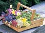   This sturdy oak trug is ideal for gathering cut