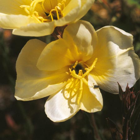 Unbranded Oenothera Apricot Delight Seeds Average Seeds 55