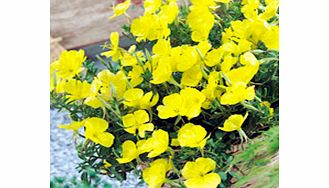 Unbranded Oenothera Plants - Gold Dream