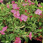 Unbranded Oenothera Rosie Baby Seeds 427089.htm