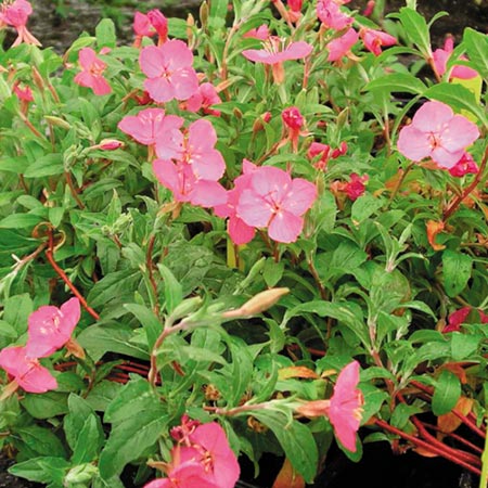 Unbranded Oenothera Rosie Baby Seeds Average Seeds 90