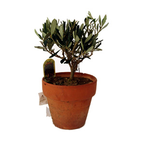 Unbranded Olea Europaea - Olive Bush