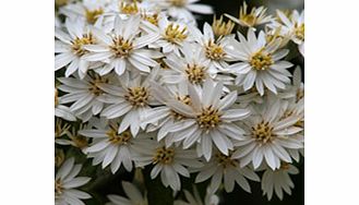 Elongated silver leaves white daisy bush. O. Lirata x o. Phlogopappa. Wildlife plant - insects. RHS Award of Garden Merit winner. Supplied in a 2-3 litre pot.EvergreenFrost hardyFull sunMedium shrubBUY ANY 3 AND SAVE 20.00! (Please note: Offer applie
