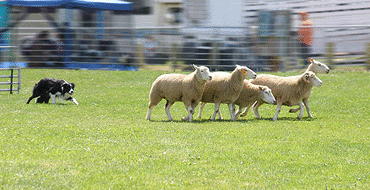 Unbranded One man and his dog`activity day