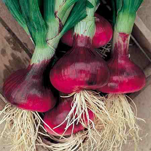 Unbranded Onion Brunswick Seeds