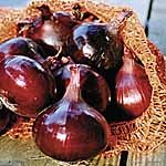 Unbranded Onion (Bulb) Red Pearl F1 Seeds 437635.htm