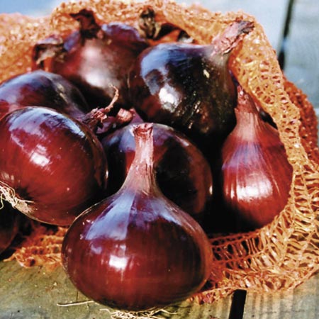 Unbranded Onion (Bulb) Red Pearl F1 Seeds Average Seeds 220