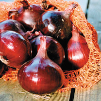 Unbranded Onion (Bulb) Seeds - Red Pearl F1