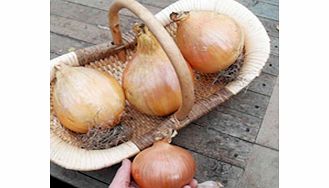 Unbranded Onion Exhibition Seeds