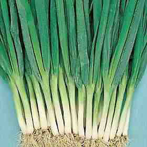 Unbranded Onion Feast F1 Seeds