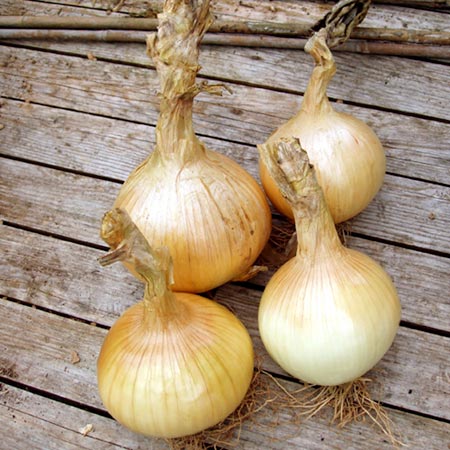 Unbranded Onion Globo Average Seeds 220