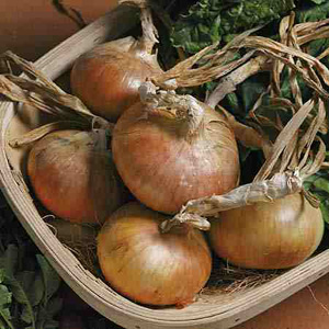 Unbranded Onion Japanese Senshyu Seeds