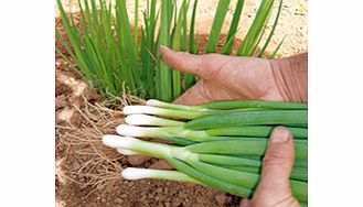 Unbranded Onion Kaigaro Seeds