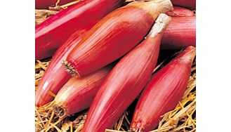 Unbranded Onion Long Red of Florence Seeds