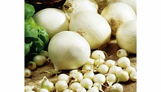 Unbranded Onion Plants - Agostana