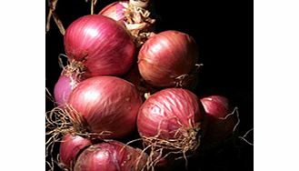 Unbranded Onion Plants - Kamal