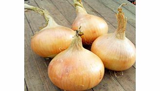 Unbranded Onion Plants - Santero Improved