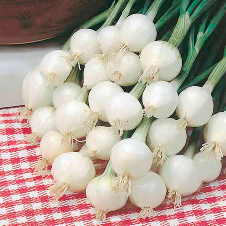 Unbranded Onion Pompei Seeds Average Seeds 300