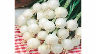 Unbranded Onion Pompei Seeds