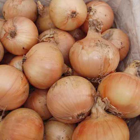 Unbranded Onion Santero F1 Plants Pack of 46 Plug Plants