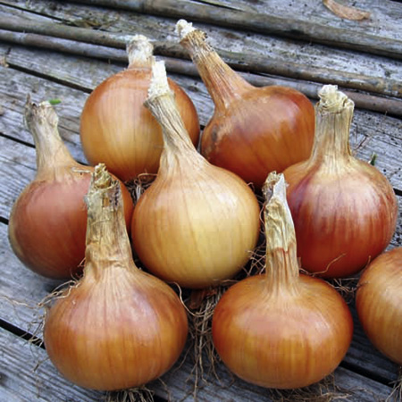 Unbranded Onion Santero F1 Seeds Average Seeds 175
