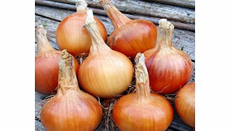 Unbranded Onion Santero F1 Seeds