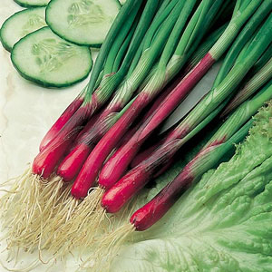 Onion Seed Salad North Holland Blood Red