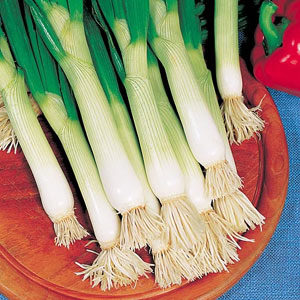 Onion Seed Salad Shimonita