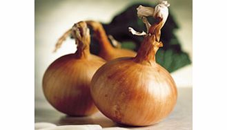 Unbranded Onion Seeds - Hytech F1