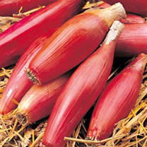 Unbranded Onion Seeds - Long Red of Florence