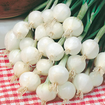 Unbranded Onion Seeds - Pompei