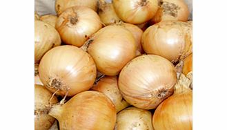 Unbranded Onion Seeds - Santero Improved NIZ 37-82 F1