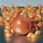 Unbranded Onion Sets - F1 Hercules (200g Pack)