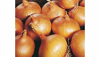 Unbranded Onion Sets - Autumn Champion