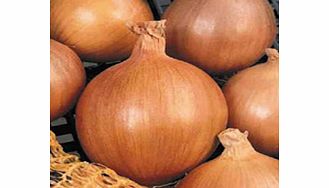 Unbranded Onion Sets - Esther