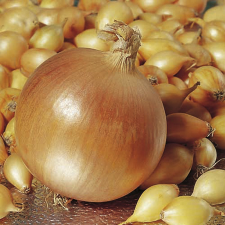 Unbranded Onion Sets - F1 Hercules (400g Pack) 400g Pack