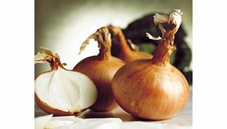 Unbranded Onion Sets - F1 Hytech