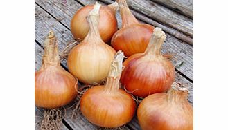 Unbranded Onion Sets - F1 Santero