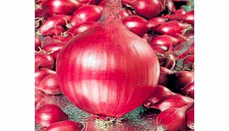 Unbranded Onion Sets - Red Ray